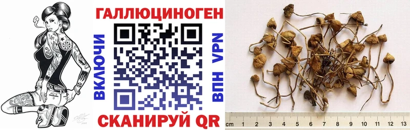 купить наркотики цена Комсомольск Псилоцибиновые грибы Cubensis